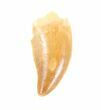 Serrated, Raptor Tooth - Morocco #60000-2